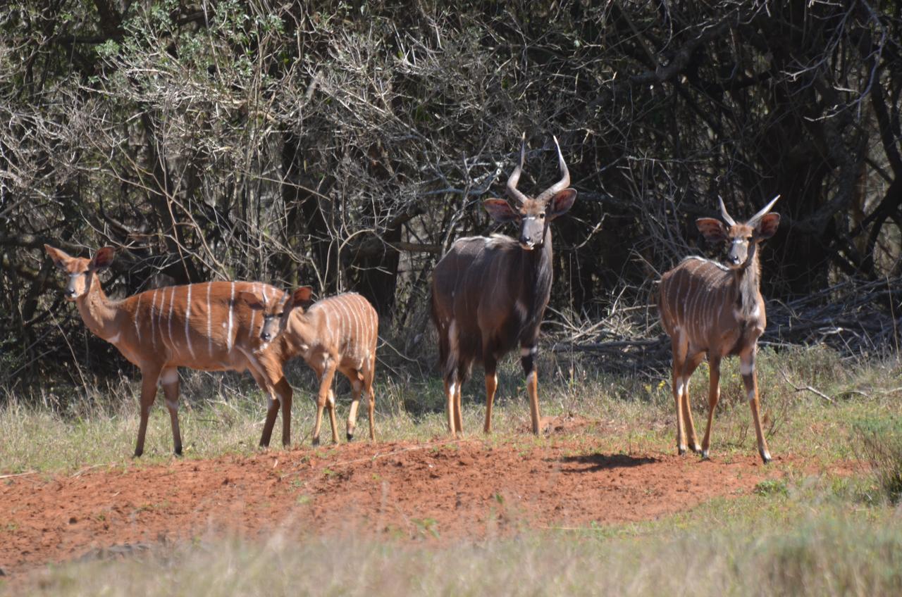 Bushbaby Lodge & Camping Hluhluwe Kültér fotó
